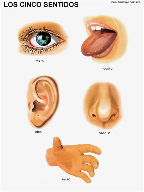 Relacion De Los Organos De Los Sentidos Del Sistema Nervioso Mapa De