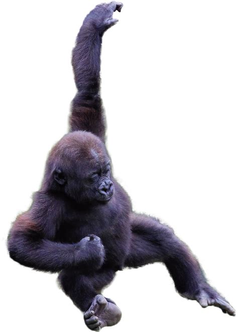 Transparent Gorilla Free Transparent Png Download Pngkey