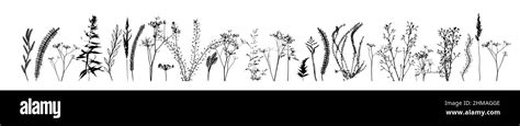 Black Silhouettes Of Grass Flowers And Herbs Isolated On White Background Hand Drawn Sketch