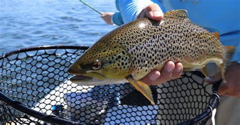 What Anglers Should Know For Trout And Salmon Seasons Starting April 1