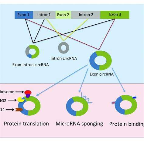 Schematic Representation Of Circrnas Generation And Function Elf G