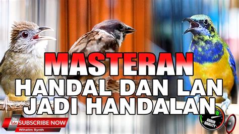 MASTERAN ANDALAN SEMUA JENIS BURUNG TERUTAMA MURAI BATU CUCAK IJO