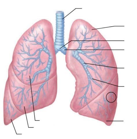 Structures Of Lower Respiratory Tract Diagram Quizlet