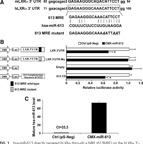 Figure 1 from MicroRNA hsa miR 613 targets the human LXRα gene and