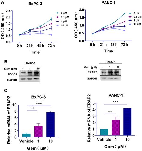 Erap As A Potential Biomarker For Predicting Gemcitabine Response In