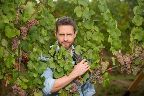 Proprietário de vinhedo masculino viticultor profissional na fazenda de