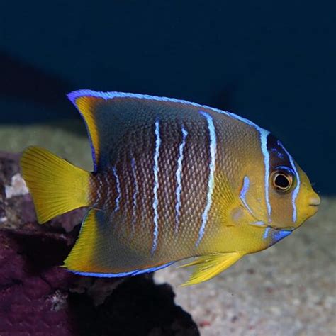 Blue Queen Angelfish Juvenile Fast Delivery Abyss Aquatics Uk