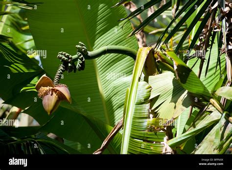 Planta De Platano Isoaselyna