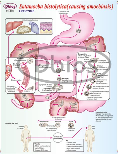 Lecture Notes In Medical Technology Lecture 13 Subphylum Sarcodina