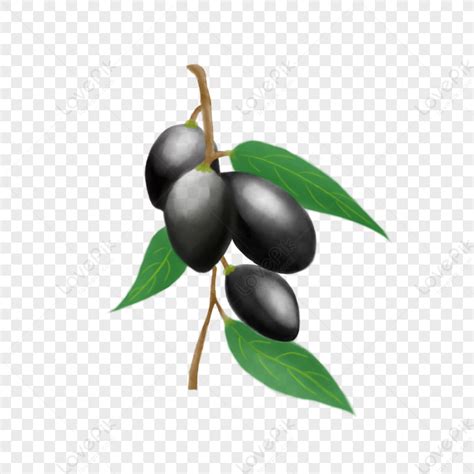 Hand Drawn Black Olives With Branches And Leaves Leaf Terminalia