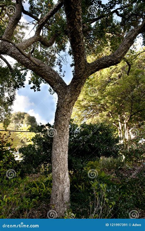 Cork Oak Tree stock image. Image of trunk, roots, suber - 121997391