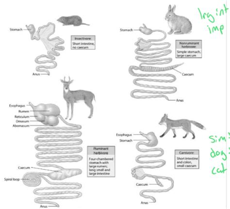 Gastro Large Intestinal Phase Flashcards Quizlet