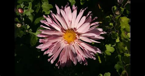 Chrysanthemum X Hort Chamois Rose Garten Winteraster Chamois Rose