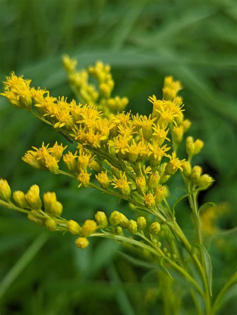 Goldenrods From Takoma Park Md Usa On June At Pm