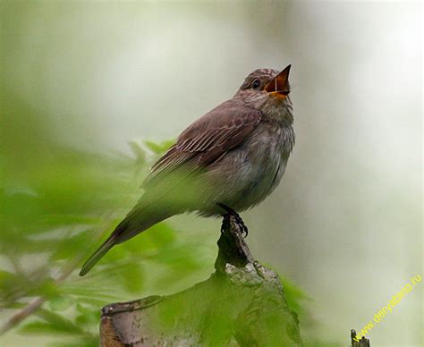 Мухоловка серая Muscicapa striata Spotted Flycatcher