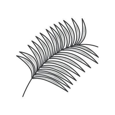 Palm Leaf Drawing Vector Art, Icons, and Graphics for Free Download