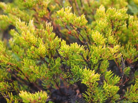 Boronia Citriodora Citriodora From Mount Field Derwent Valley