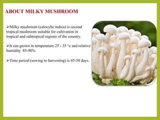 Milky Mushroom Cultivation Process And Its Cost Analysis Ppt Free