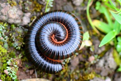 Biggest Millipede In The World