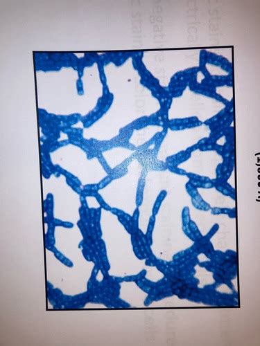 Micro Lab Staining Review Flashcards Quizlet