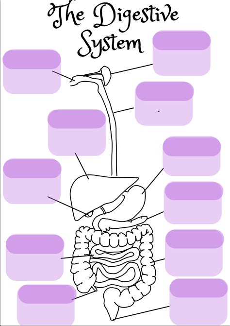 The Digestive System Lesson Plans