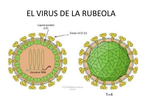 El Virus De La Rubeola