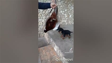 ягтериер - YouTube