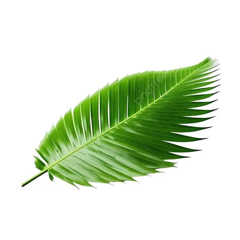 Coconut Leaf Isolate Png File Palm Coconut Leaf PNG Transparent