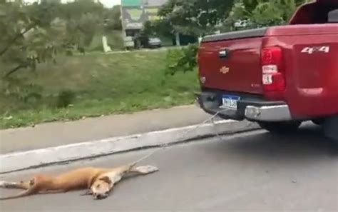 V Deo Cachorro Amarrado Em Carro E Arrastado Por Ruas De Manaus