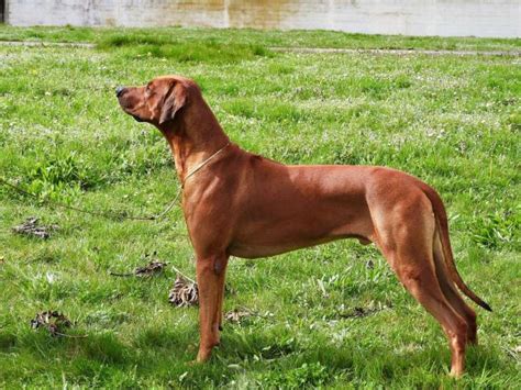 M Le Rhodesian Ridgeback Disponible Pour Saillie Petite Annonce Chien