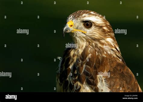 eye organ raptor  glancing  view  peeking   beak
