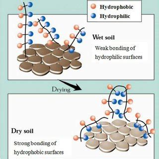 Chemical structure of an amphoteric surfactant, cocamidopropyl betaine ...