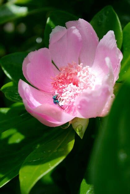 Una rosa bayahibe con hojas verdes en el jardín Foto Premium