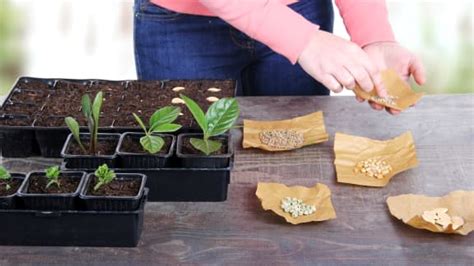 Trucs Pour Commencer Ses Semis De L Gumes De Printemps Zeste