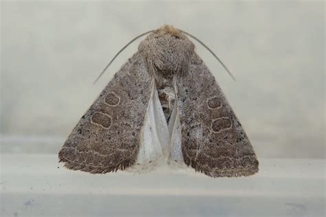 Vines Rustic Somerset Moths