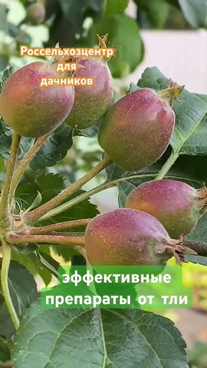 Самые эффективные препараты от тли. Соблюдаем меры предосторожности ...