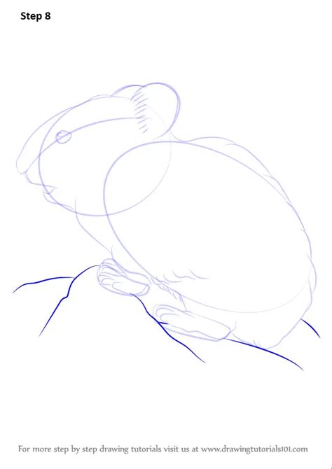 Learn How To Draw An American Pika Other Animals Step By Step