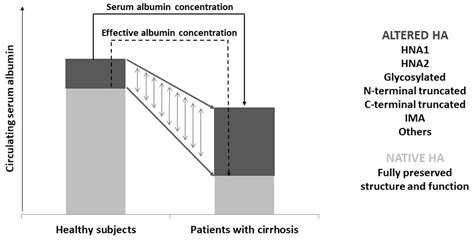 Effective Albumin A Novel Paradigm In The Management Of Decompensated Liver Cirrhosis