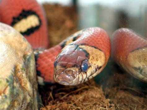 Kingsnake Photo Gallery Kingsnakes L Mexicana Thayeri Orange