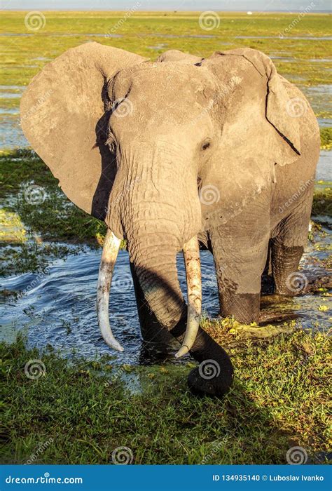 African Bush Elephant Loxodonta Africana In Wet Swamp Grass Shallow