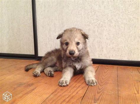 Chiot chien loup tchécoslovaque à réserver Animaux Loire leboncoin fr