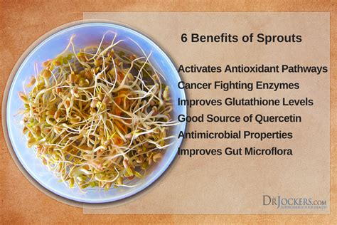 Broccoli Sprouts Top 6 Health Benefits For Gut And Hormones