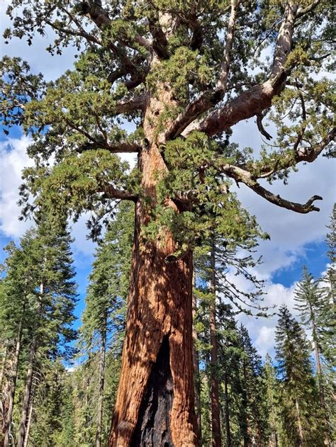 A Large Tree In The Middle Of A Forest