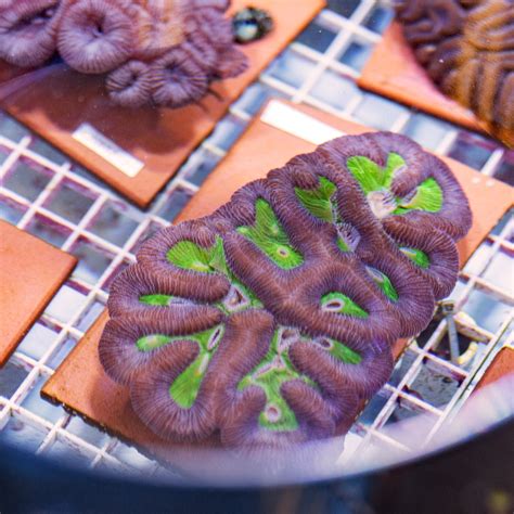 Biobanking Corals: One Woman’s Mission to Save Coral Genetics in Turks