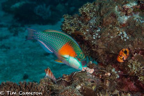 IMG 8315 Diving 010818 Bower S Parrotfish Chlorurus Bower Flickr