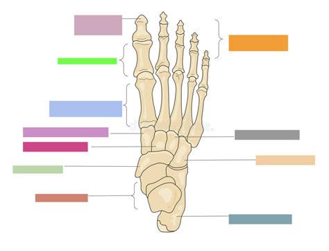 Labeling Foot Diagram Quizlet