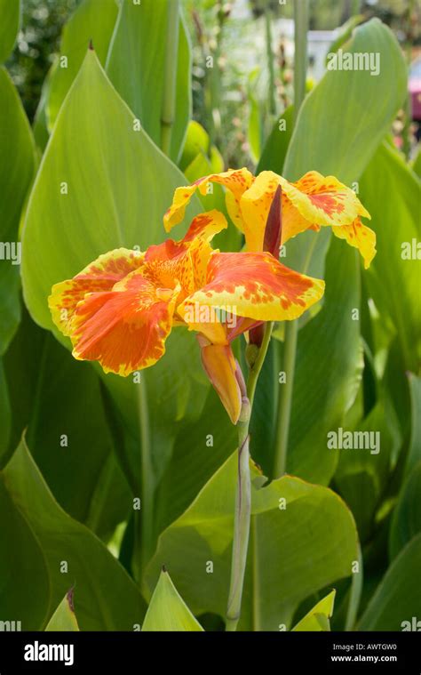 Canna Lily Florida Hi Res Stock Photography And Images Alamy
