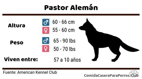 Comida Casera Para Pastor Alemán 🐶 Nutritivas Y Deliciosas Recetas