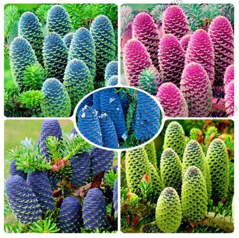 Korean Tree Abies Fir Seeds 100pcs - Pure Bonsai