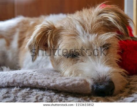 Springer Spaniel Jack Russell Cross Cute Stock Photo Edit Now 1153615852